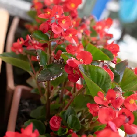 Casa Abba-2 Apartment Alessandria